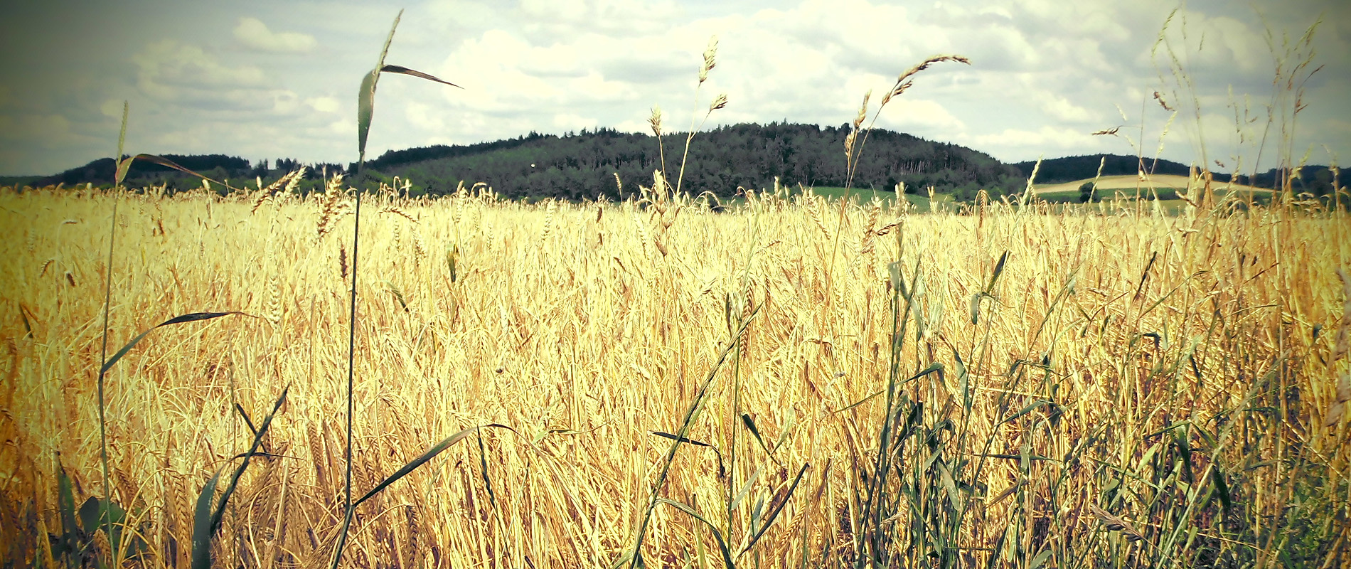 Ferienbauernhof Unkel – Landschaft